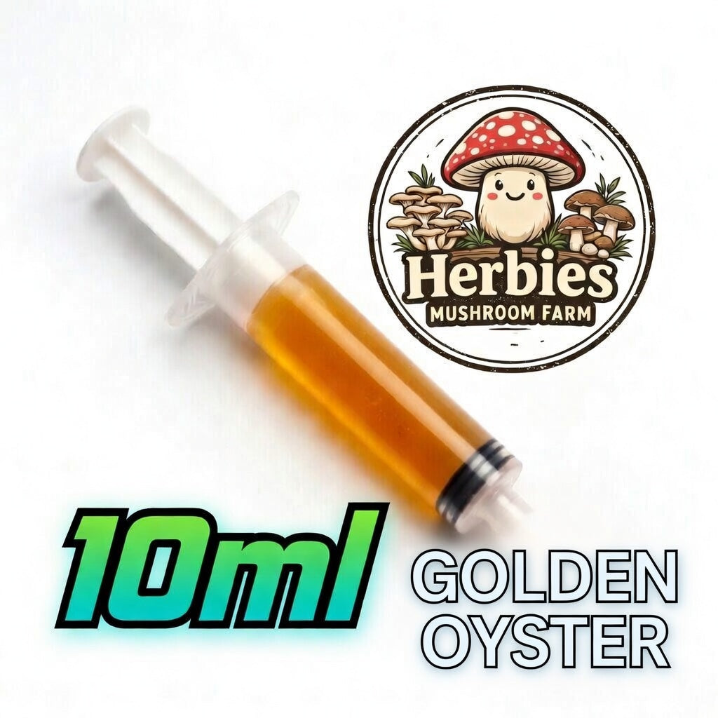Golden Oyster LC