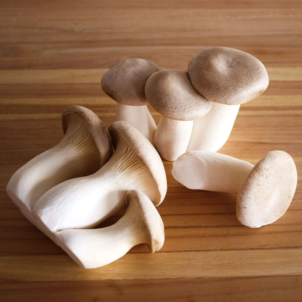 King Trumpet Agar Culture - Pleurotus eryngii