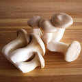 King Trumpet LC - Pleurotus eryngii