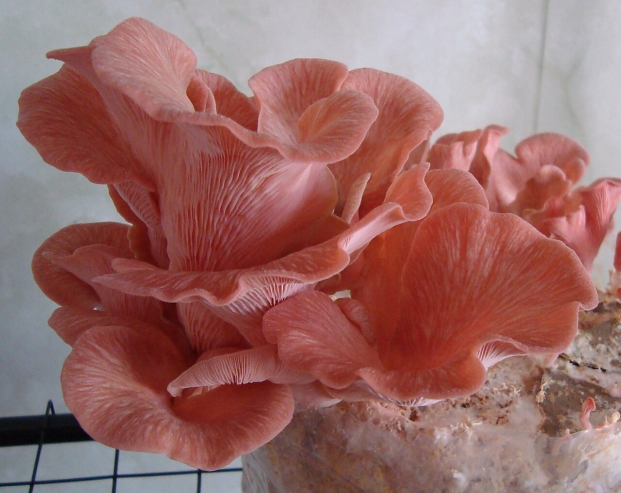 Pink Oyster Agar Culture - Pleurotus Djamor