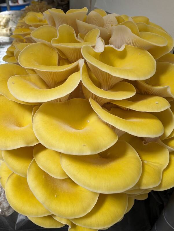 Golden Oyster LC - Pleurotus citrinopileatus