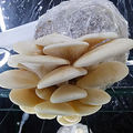 Aspen Oyster LC - Pleurotus populinus