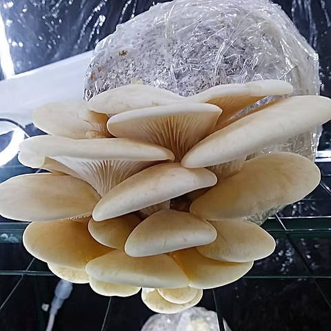 Aspen Oyster LC - Pleurotus populinus