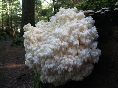 Bear's head LC - Hericium americanum