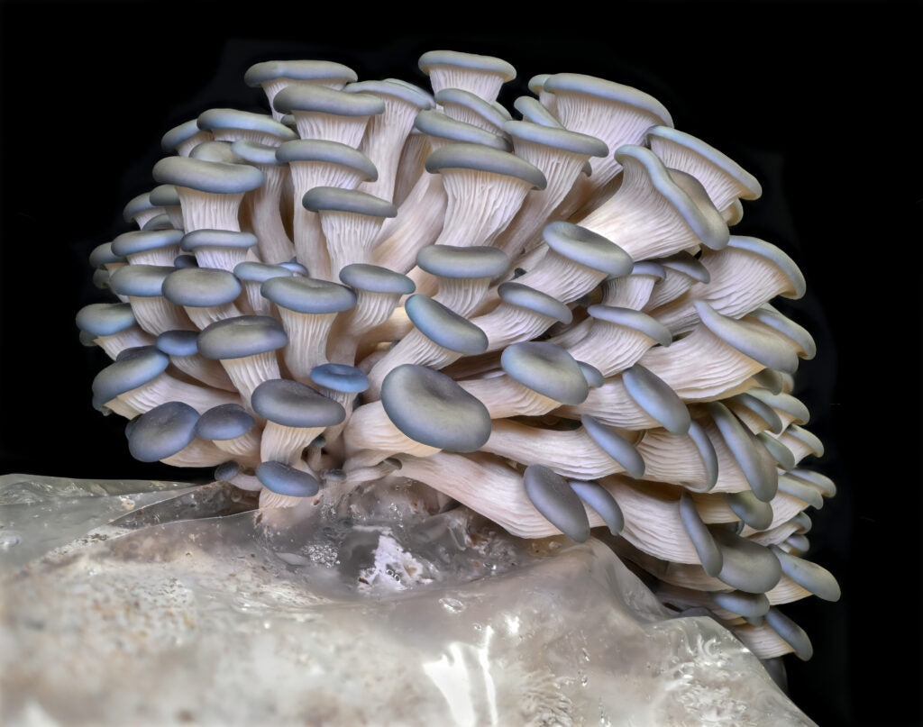 Blue Oyster LC - Pleurotus ostreatus