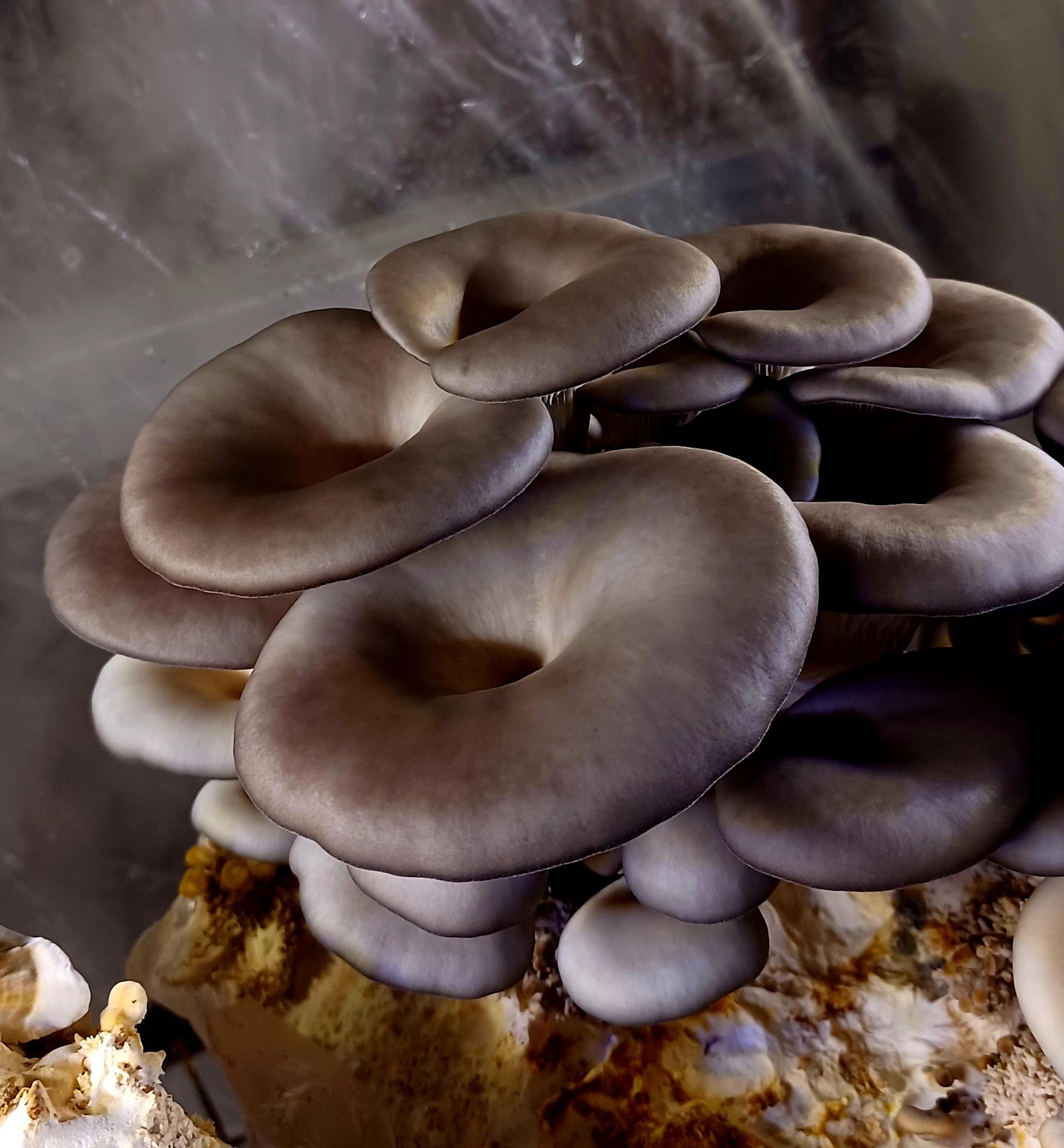 Black Pearl King Agar Culture - "Shimofuri Hiratake"