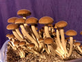 Black Poplar LC - Cyclocybe aegerita