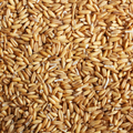 Sterilized Oats - 5lbs