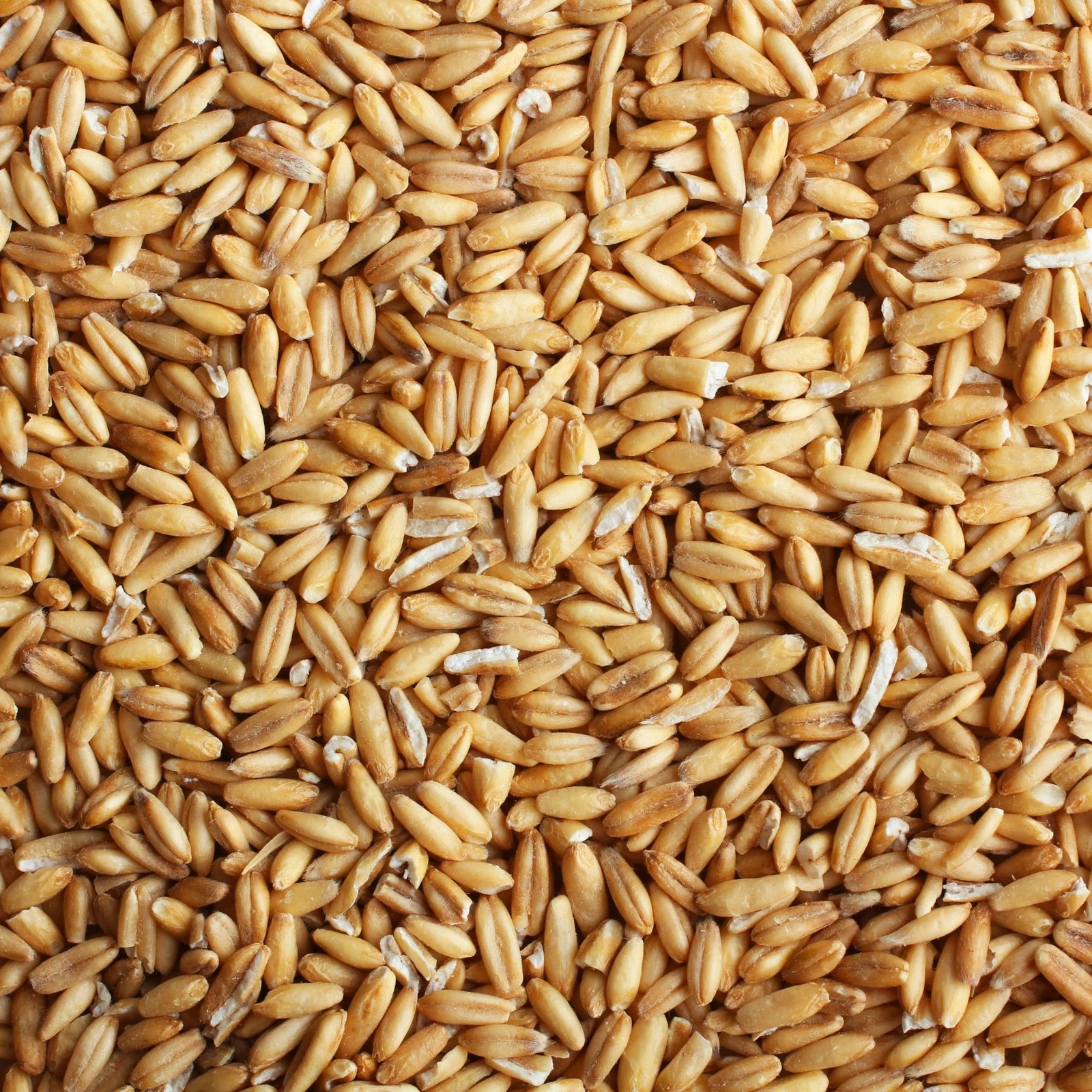 Sterilized Oats - 5lbs