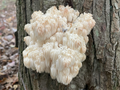 Bears head Agar Culture - Hericium americanum