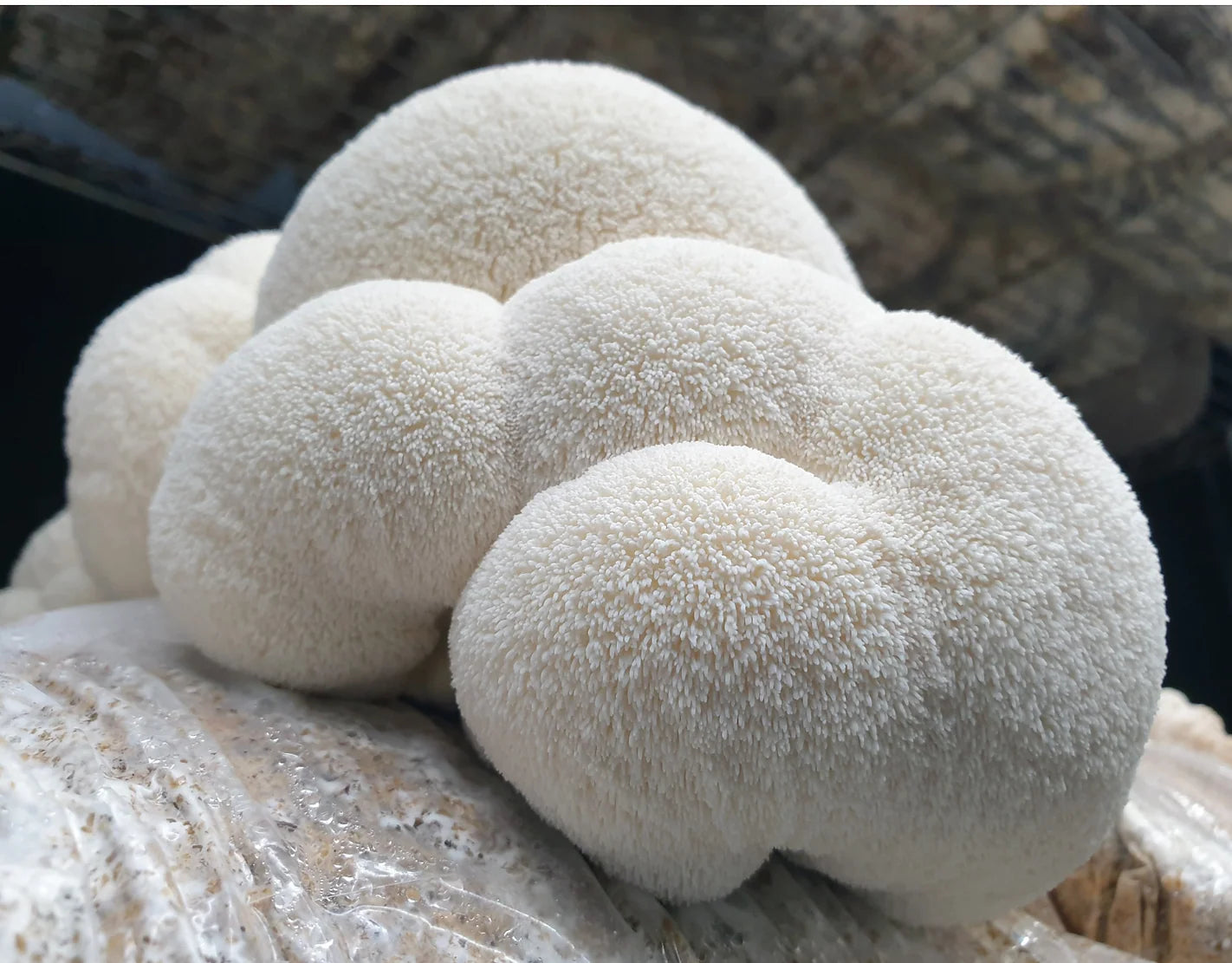 Lions mane LC - Hericium erinaceus
