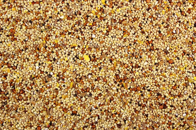 Sterilized WBS - 5lbs